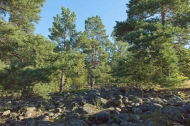 Antik Yoldia Denizi 'nin Rocky plajı yazın Jakomaki' deki tepenin üstünde, Helsinki, Finlandiya.