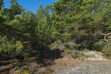 Landscape view of rocky forest on the island of Jussaro in summer, Raasepori, Finland.