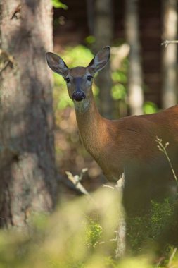 Yazın ormanda beyaz kuyruklu geyik (Odocoileus virginianus).