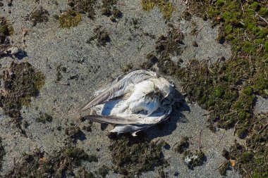 Yazın, ölü beyaz deniz martıları karada uzanıyordu..