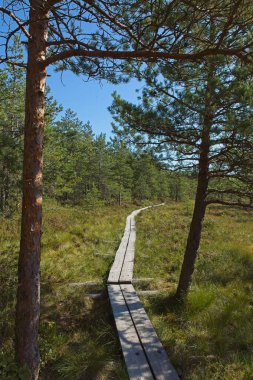 Yazın Slattmossen 'deki (vaha bataklığı) tahtadan ördek tahtaları, Jakomaki, Helsinki, Finlandiya.