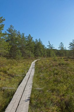 Yazın Slattmossen 'deki (vaha bataklığı) tahtadan ördek tahtaları, Jakomaki, Helsinki, Finlandiya.