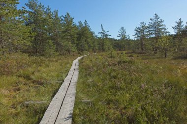 Yazın Slattmossen 'deki (vaha bataklığı) tahtadan ördek tahtaları, Jakomaki, Helsinki, Finlandiya.