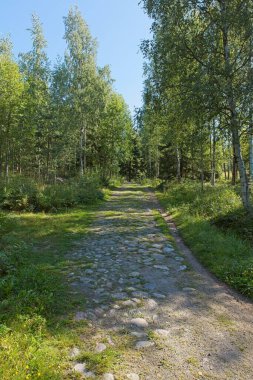 Yazın Slattmossen 'deki (vaha bataklığı) eski kaldırım taşı yolu, Jakomaki, Helsinki, Finlandiya.