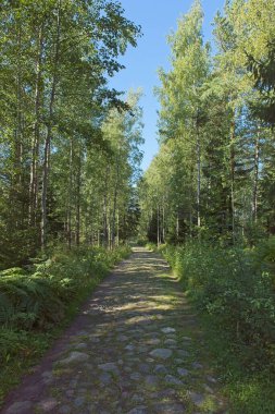 Yazın Slattmossen 'deki (vaha bataklığı) eski kaldırım taşı yolu, Jakomaki, Helsinki, Finlandiya.