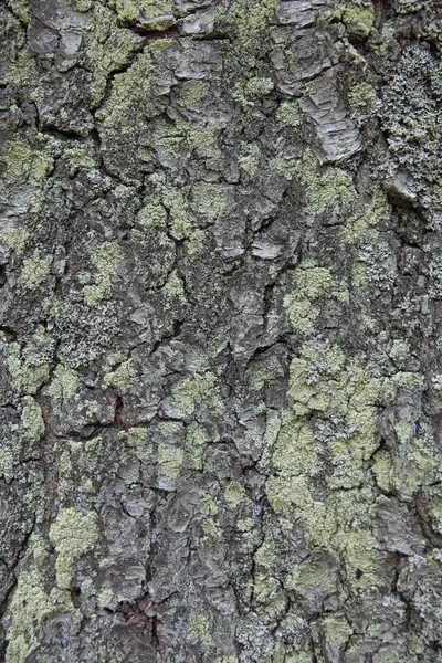 Closeup of old tree trunk with moss.