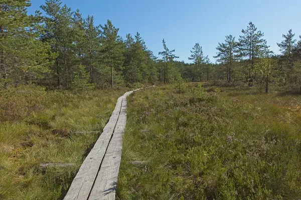 Yazın Slattmossen 'deki (vaha bataklığı) tahtadan ördek tahtaları, Jakomaki, Helsinki, Finlandiya.