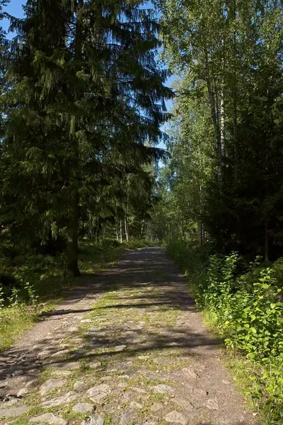 Yazın Slattmossen 'deki (vaha bataklığı) eski kaldırım taşı yolu, Jakomaki, Helsinki, Finlandiya.