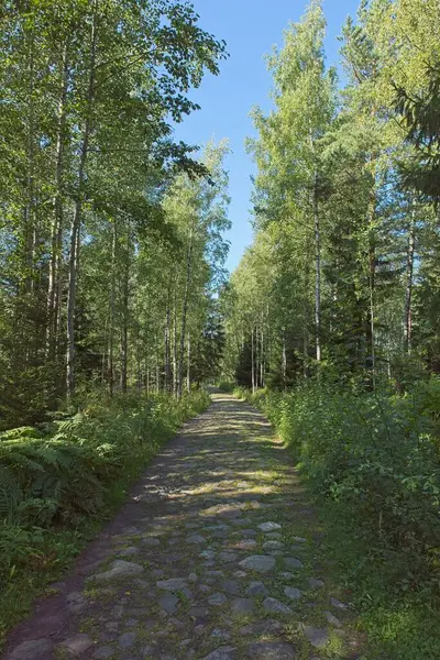 Yazın Slattmossen 'deki (vaha bataklığı) eski kaldırım taşı yolu, Jakomaki, Helsinki, Finlandiya.