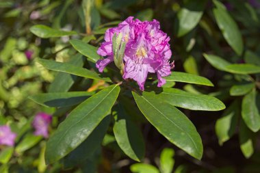 Yazın Haaga Rhododendron Park 'ında çiçek açan Helsinki, Finlandiya.