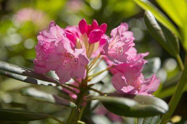 Yazın Haaga Rhododendron Park 'ında çiçek açan Helsinki, Finlandiya.