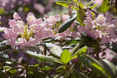 Yazın Haaga Rhododendron Park 'ında çiçek açan Helsinki, Finlandiya.