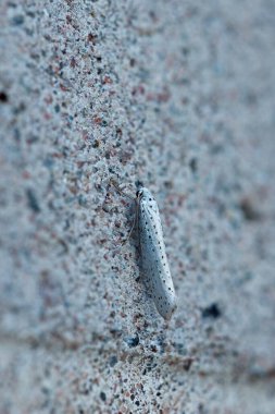Gece kelebeğinin kapanışı sabahın erken saatlerinde duvarda.