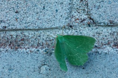 Gece kelebeğinin kapanışı sabahın erken saatlerinde duvarda.