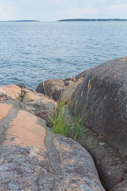 Yaz aylarında Finlandiya 'nın kayalık kıyılarındaki bitkilerin manzarası.