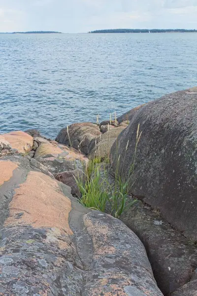 Yaz aylarında Finlandiya 'nın kayalık kıyılarındaki bitkilerin manzarası.