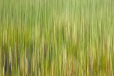 İlkbaharda Pijnne, Finlandiya 'da göldeki sazlıkların kasıtlı kamera hareketi (ICM).