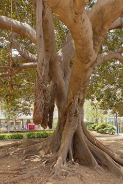 Büyük gövdesi, kökleri ve dalları olan yaşlı ağaç baharda toprağı kazıyor: Chania, Girit, Yunanistan.