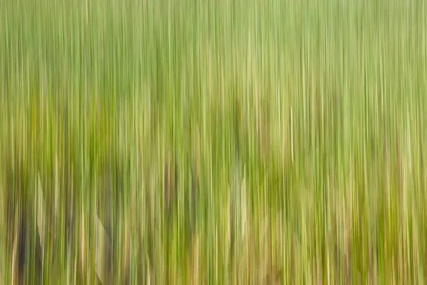 Intentional camera movement (ICM) of reeds on lake shore in spring, Pijnne, Finland.