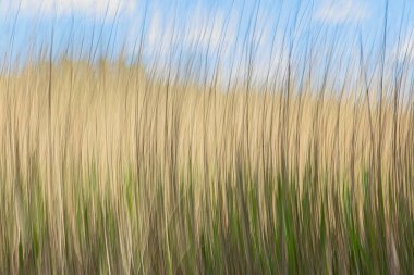 Baharda Paijanne Gölü kıyısındaki kasten kamera hareketi (ICM).