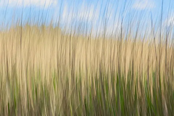 Baharda Paijanne Gölü kıyısındaki kasten kamera hareketi (ICM).