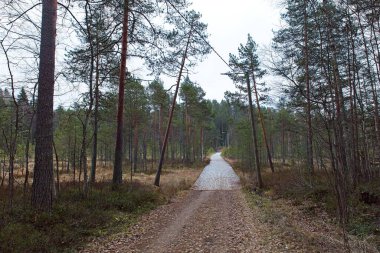 Bulutlu sonbahar havasında bataklıktan geçen plank yol.