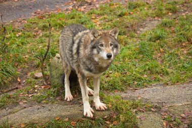 Ormandaki kayanın tepesindeki kurt.