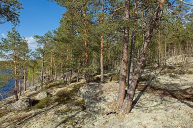 Güneşli yaz havasında Paijanne Ulusal Parkı 'nda göl kıyısındaki ağaçlar ve kayalar, Finlandiya.