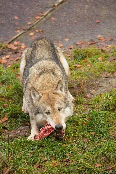 Wolf eating a piece of meat in forest.