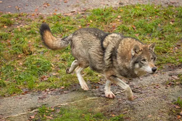 Ormandaki kayanın tepesindeki kurt.