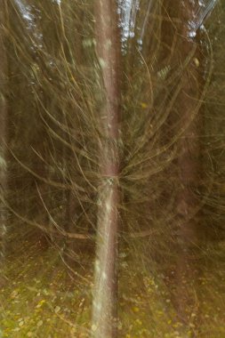 ICM Intentional camera movement with long exposure of leafless tree with leaves on the ground in autumn. clipart