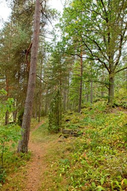 Orman manzarası bulutlu sonbahar havası, Paloniemi, Lohja, Finlandiya.