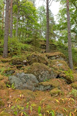 Orman manzarası bulutlu sonbahar havası, Paloniemi, Lohja, Finlandiya.