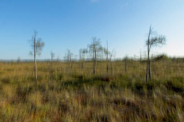 ICM abstract view of trees in bog in summer. clipart