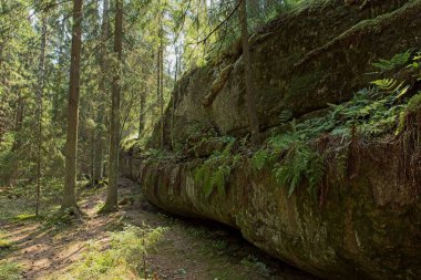 Yazın kaya oluşumu, Sipoo Ulusal Parkı, Finlandiya.