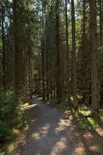 Yazın orman yolu Sipoo Ulusal Parkı, Finlandiya.