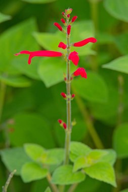 Viola odorata, Violaceae familyasından Avrupa ve Asya 'ya özgü bir bitki türü.. 