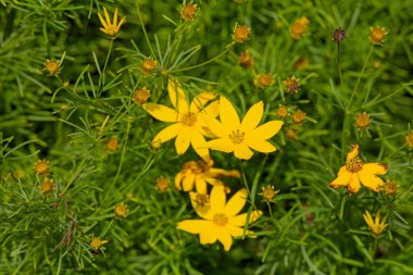 Coreopsis verticillata, ayçiçeği familyasından bir Kuzey Amerika türüdür. Amerika Birleşik Devletleri 'nin doğu-orta kesiminde bulunur..