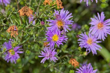 Symphyotrichum novi-belgii, New York aster olarak da bilinen çiçekli bir bitki türüdür..