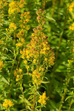 Goldenrod 'un (solidago cutleri) yakın çekimi (Cutlers Gold denrod olarak da bilinir), uzun ömürlü bir kır çiçeğidir.. 