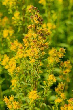 Goldenrod 'un (solidago cutleri) yakın çekimi (Cutlers Gold denrod olarak da bilinir), uzun ömürlü bir kır çiçeğidir.. 