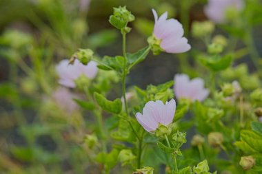 Malva Thuringiaca, bahçe ağacı-mallow, eski adıyla Lavatera thuringiaca, Mallowlar familyasından Malvaceae, doğu Avrupa ve güneybatı Asya 'ya özgü bir çalı.. 