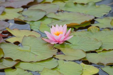 Nymphaea Marliacea Carnea, merkezde et pembesi olan ve uçlarda beyaza dönüşen geniş bir serbest çiçek çeşididir..