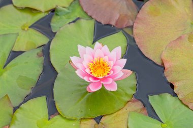 Nymphaea Marliacea Carnea, merkezde et pembesi olan ve uçlarda beyaza dönüşen geniş bir serbest çiçek çeşididir..