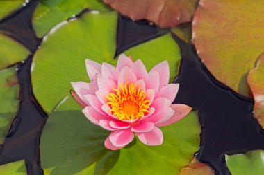 Nymphaea Marliacea Carnea, merkezde et pembesi olan ve uçlarda beyaza dönüşen geniş bir serbest çiçek çeşididir..