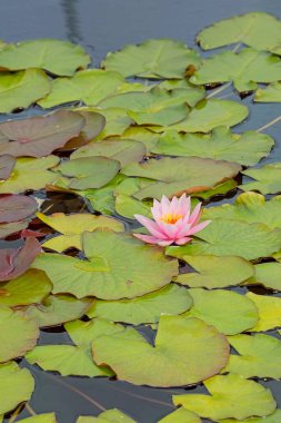 Nymphaea Marliacea Carnea, merkezde et pembesi olan ve uçlarda beyaza dönüşen geniş bir serbest çiçek çeşididir..