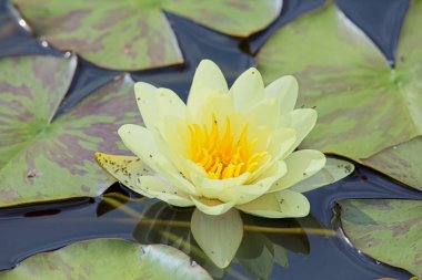 Ymphaea Gladstoniana muhtemelen zambakların en büyüğüdür..