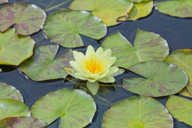 Ymphaea Gladstoniana muhtemelen zambakların en büyüğüdür..