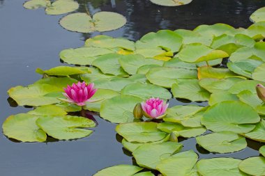 Cazibeli Su Zambağı, Nymphaea Cazibesi bedava çiçek açan ve güvenilir bir zambaktır. Olgunlaştığında çarpıcı, zengin, kırmızı çiçekler üretir..