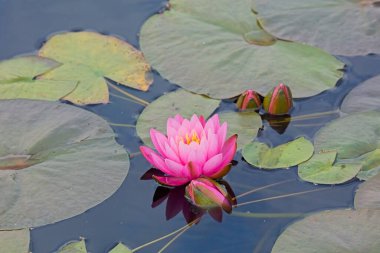 Laydekeri Lilacea pembe çiçekleri olan küçük bir su zambağı..